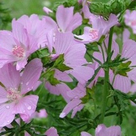 4 x Mauve musquée  - Malva moschata 'Rosea'  - godet 9x9 cm