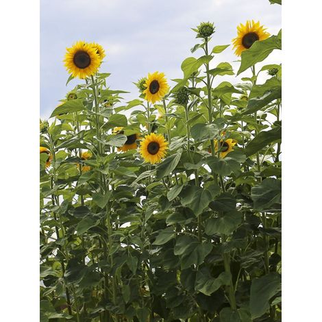 Soleil, Tournesol 'Géant' sachet de 50 graines (1/3)