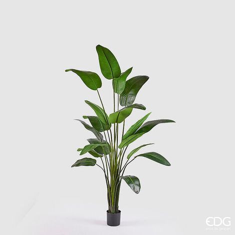 EDG Enzo De Gasperi Strelitzia Con Vaso H.260 C4 Green
