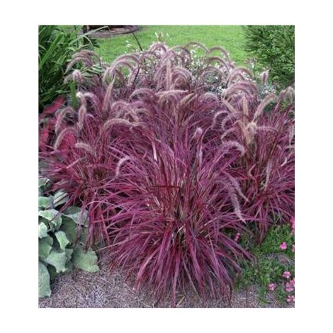 Pennisetum setaceum rubrum – Lot de 3 godets – Floraison de juillet à octobre – Feuillage pourpre – Hauteur 80 à 100 cm – Fabre Graines