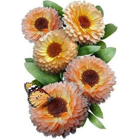 1000 graines de souci. Graines de chrysanthèmes multicolores, graines de fleurs, adaptées aux semis toute l'année, taux de germination élevé (1/5)