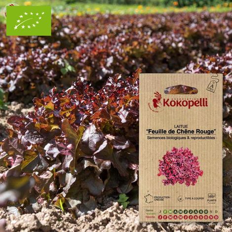 Laitue Feuille de Chêne Rouge- Graines bio à semer