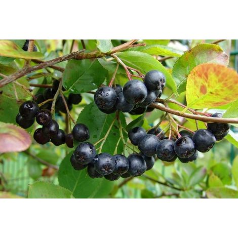 PIANTA DI ARONIA MELANOCARPA VIKING FOTO REALI H 90CM