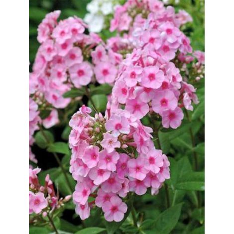 Phlox paniculé 'Eva Cullum' Godet de 8/9 cm (1/2)