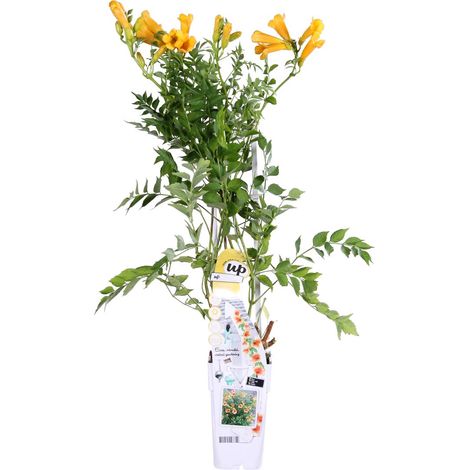Bloomique - Campsis radicans 'Flava' - Bignone jaune - Plantes grimpantes - Plantes de jardin - Rustiques - Hauteur 50-70 cm - Pot 15 cm