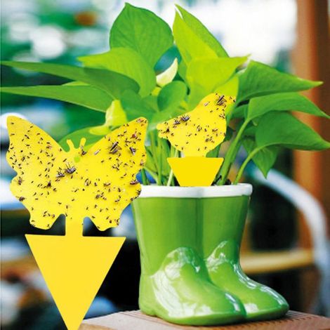 30 Autocollants Jaunes Anti-Mouches et Moucherons, Pièges Collants Sans Insecticide pour la Lutte Contre les Parasites des Plantes d'Intérieur (1/5)