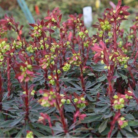 4 x Euphorbe des bois 'Purpurea' - godet 9x9 cm