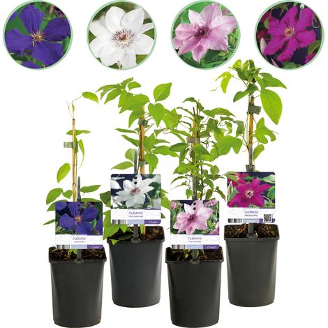 Clématite Plante Grimpante Tricolore Fleurs Rose Blanc Violet Lot de 3 Pots 11cm Hauteur 40cm - PANGIVO (1/5)