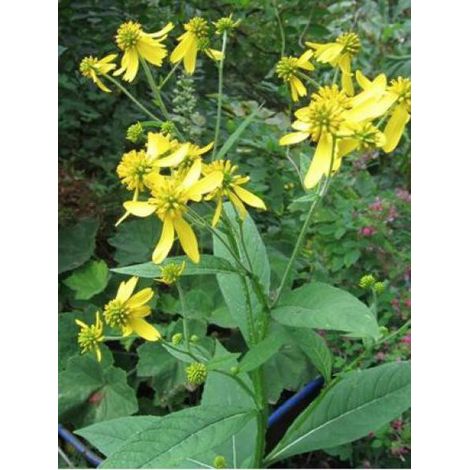 Verbesina alternifolia Godet de 8/9 cm (1/5)
