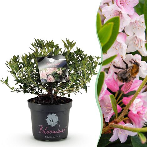 Rhododendron Rose Clair - Arbuste Persistant pour Haie et Bordure - Pot 23 cm - 45-55 cm - PANGIVO (1/5)