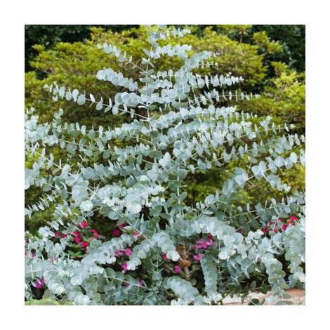 Eucalyptus Cinera Silver Dollar