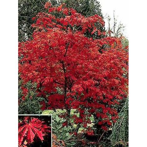 Érable du Japon à feuilles d'aconit Pot de 4L/5L (1/5)