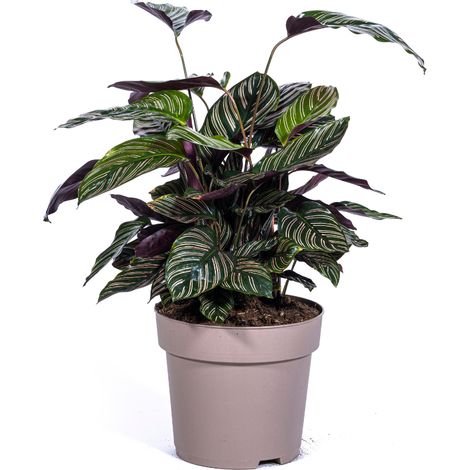 Calathea Ornata Sanderiana - Plante d'Intérieur - Feuilles Vert et Rose - Ø27 cm 60-80 cm - PANGIVO (1/5)
