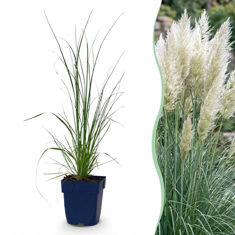Herbe de la Pampa Naine Cortaderia Pumila Vivace à Plumeaux Gris Lot de 12 Plantes Pot 11 cm (1/5)