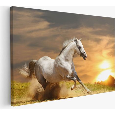 Tableau toile - Cheval blanc (1/2)