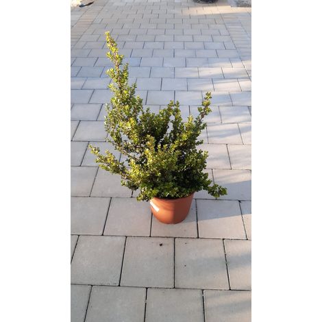 Myrsine Africana V24