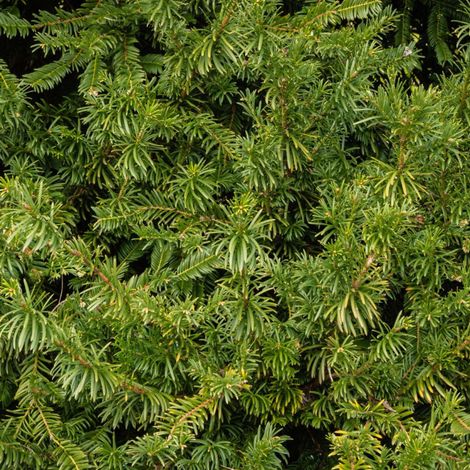 If à prunes Fastigiata - Cephalotaxus harringtonii Fastigiata 50/60cm Pot 11L (1/4)