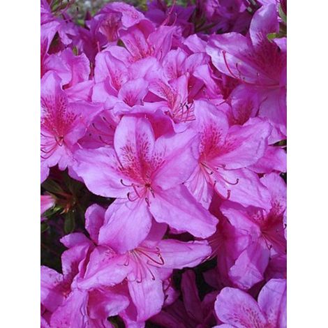 Azalée japonaise 'Purple Splendor' Pot de 2L/3L (1/3)
