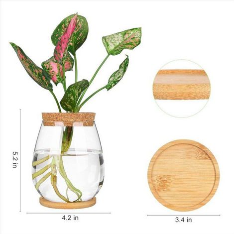 Stations de Propagation des Plantes, 2 Terrariums de Plantes de Bureau SéParéS avec Plateau en Bois et Couvercle pour la (1/5)