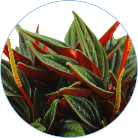 Gardenaria Peperomia caperata Rosso - Pianta da interno ornamentale - Altezza: 20 cm (vaso 12) (1/5)