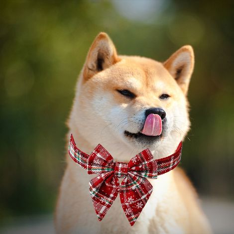 Filiyano-Collier de Noël pour chien avec nœud papillon, collier à carreaux de Noël ajustable avec boucle de sécurité, doux, rouge (1/3)