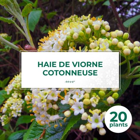 20 Viornes Cotonneuse (Viburnum Lantana) - Haie de Viorne Cotonneuse (1/4)