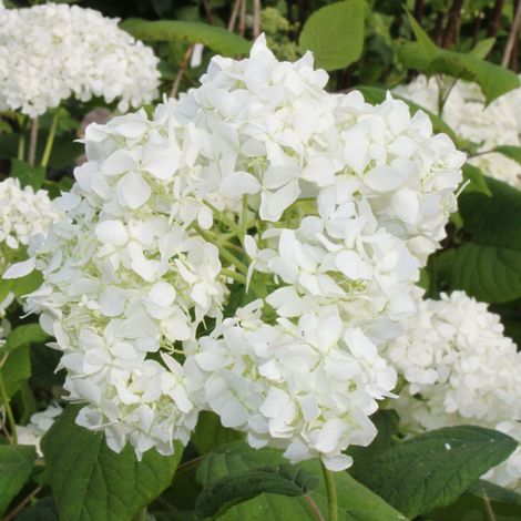 Hortensia de Virginie 'Grandiflora' - 30-50 cm pot