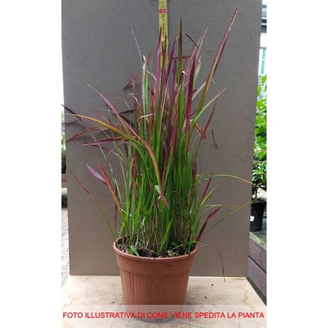 IMPERATA VASO 13CM