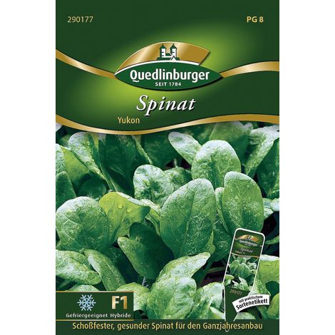 Quedlinburger Spinat Yukon F1-Hybride - Gemüsesamen
