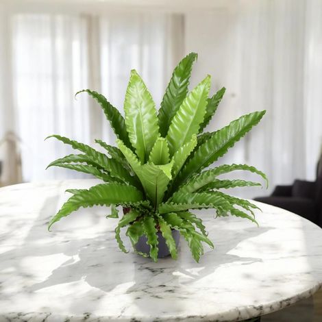 Gardenaria Asplenium antiquum - Pianta da interno ornamentale - Altezza: 25 cm (vaso 12) (1/5)