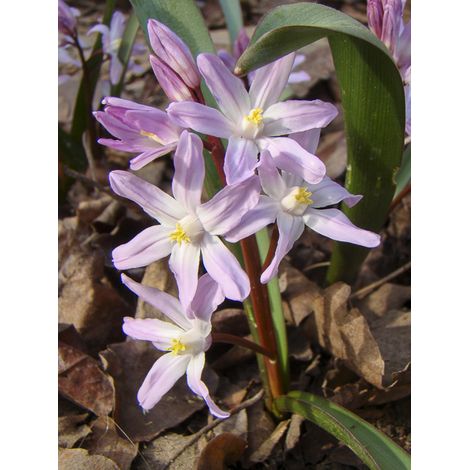 Gloire des neiges 'Pink Giant' Bulbe calibre 5+ (par 25) (1/2)