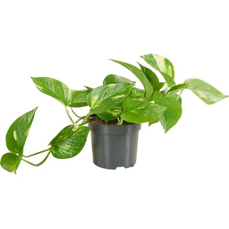 Scindapsus aureum – Plante suspendue d'intérieur – Purificatrice d'air – Feuilles en forme de cœur – Hauteur 20-30 cm – Pot ⌀12 cm