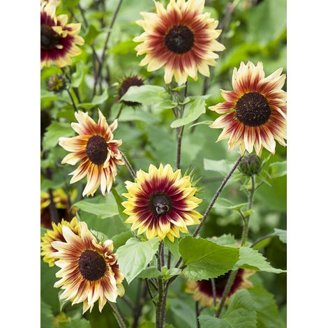 Soleil, Tournesol 'Magic Roundabout F1' le sachet de 25 graines