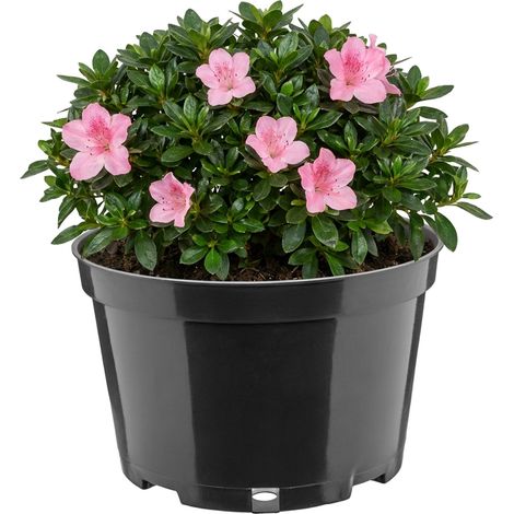 Garronda Blumentopf rund Kunststoff Ø20 x 13 cm (3L) mit Drainagelöchern Pflanztopf robustes PP Pflanzgefäß für Garten Gewächshaus Balkon Anzucht Innen Außenbereich Schwarz GD-0202
