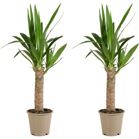 Bloomique - Lot de 2 - Yucca Elephantipes - Lis des palmiers - Plantes d'intérieur - Purifiant l'air - Facile d'entretien - Pot 12cm - Hauteur 35-45 cm