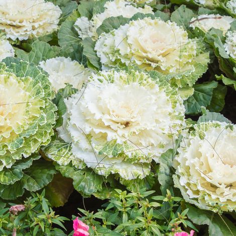6 plants Batavia Blonde Florine Motte 4cm (1/2)