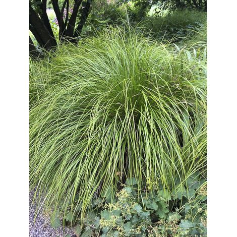 Laîche 'Osaka' Godet de 8/9 cm