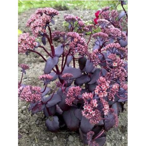 Orpin 'José Aubergine' Godet de 8/9 cm (1/3)