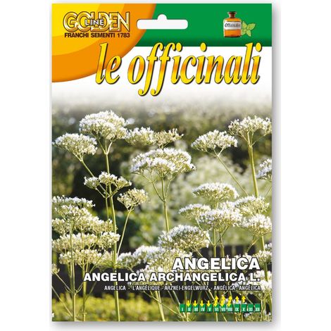 SEMI DI ANGELICA PER ORTO GIARDINO FIORI