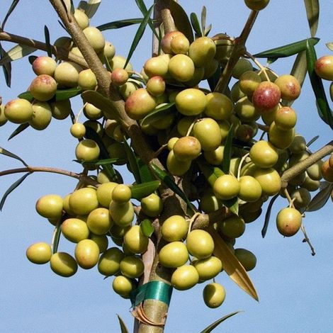 PIANTA DI ULIVO ARBOSANA in vaso 20/fitocella - età 2/3 anni (foto reali)