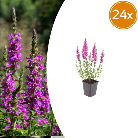 24x Lythrum salicaria Salicaire commune Vivace de Bassin et Jardin Humide Rose Pourpre 10-25cm Ø9cm - PANGIVO (1/5)