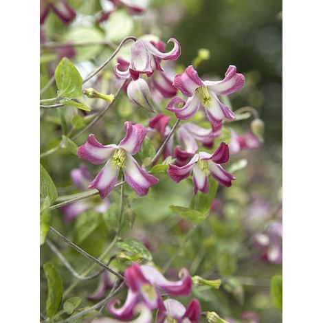 Clématite 'Odoriba' Pot de 2L/3L