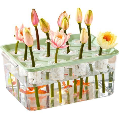 Aquarium Transparent Hydroponique avec Couvercle et 12 Pots - Pour Balcon et Jardin, Rangement pour Poissons Rouge - Bassin Plastique Durable