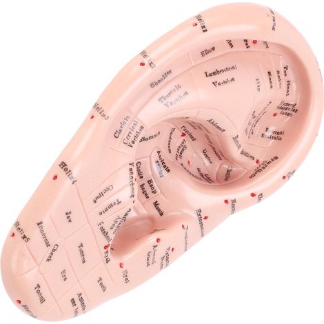 Modèle de massage des points d'acupuncture de l'oreille (17 cm) - Matériel de laboratoire pour l'enseignement de la réflexologie (1/5)