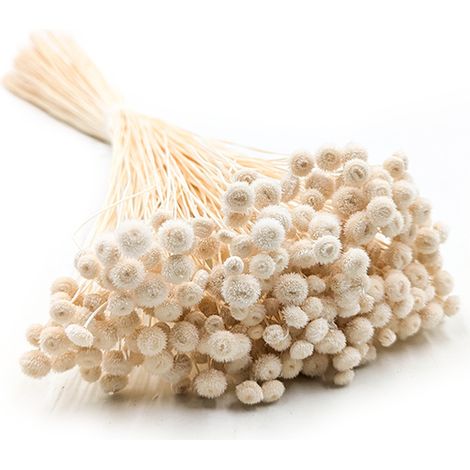 Botao Amarelino - (Amarelinho) - blanc (1/5)