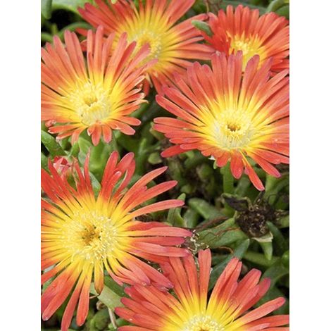 Pourpier 'Wheels of Wonder Orange' Pot de 2L/3L (1/2)