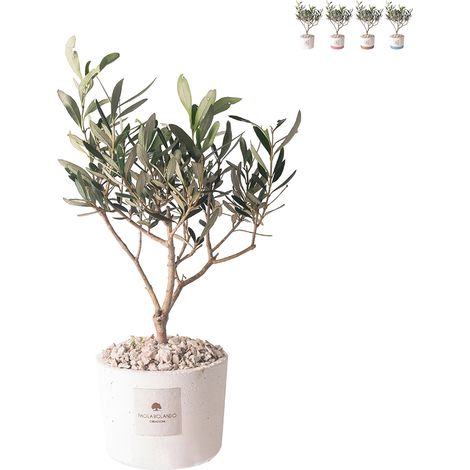 Olivo bomboniera per matrimonio Paola Rolando in vaso cementino Flora - Bianco