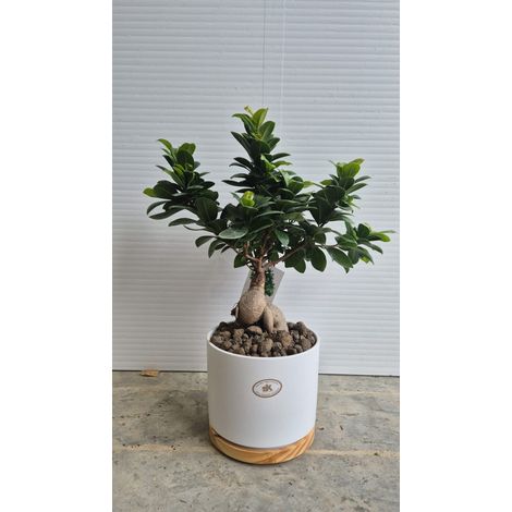 BONSAI DI FICUS GINSENG - Ficus Ginseng