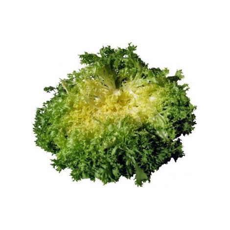 Chicorée frisée grosse pancalière - 3g
