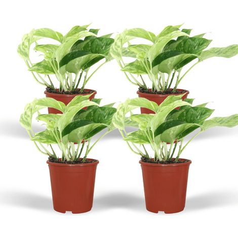 Epipremnum Marble Queen Plante d’intérieur grimpante ou retombante feuillage panaché Lot de 4 Pot 12 cm Hauteur 15 cm - PANGIVO (1/5)